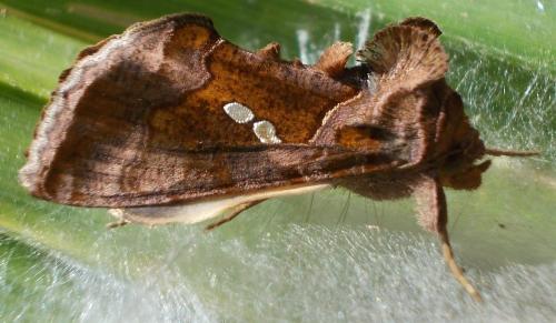 Réf. 294 925 : Chrysodeixis chalcites